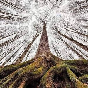 Meet your Posher, Gorgon